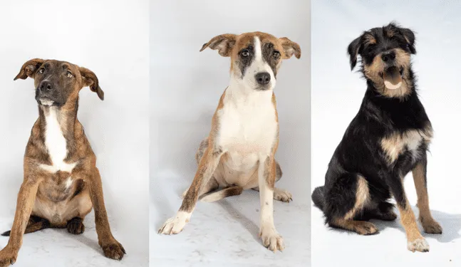 Realizarán jornada de adopción de perros en Miraflores