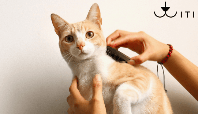 TITI: impacto positivo en animales, medio ambiente y grupos vulnerables