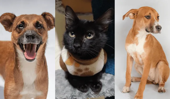 ADOPTAR ES DE PATAS: Larcomar y Fundación Rayito lanzan jornada de adopción en Miraflores