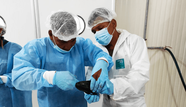 Loreto: PetroTal promueve proyectos de innovación pesquera en Puinahua