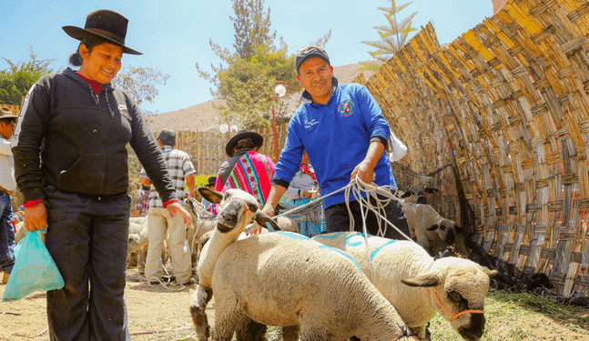 Southern Perú impulsa cadena productiva de ovino en Ilabaya