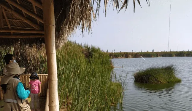 Áreas naturales de Lomas y Pantanos de Villa almacenan grandes cantidades de carbono.