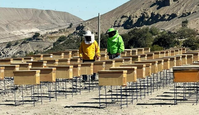 Fortalecimiento de la producción de miel de abejas en Arequipa