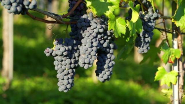 Empresaria transforma desechos de uva en alcohol desinfectante sostenible