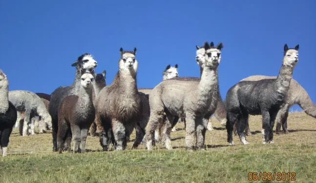 Día nacional de la alpaca: Perú es el primer productor mundial de fibra de alpaca