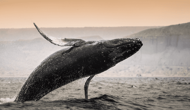 Conoce los mejores lugares para avistamientos de ballenas en Perú
