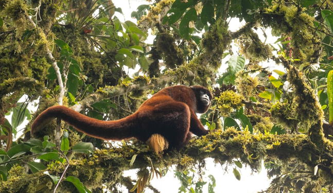 Fundación alemana dona millonaria suma para la preservación de la Amazonía