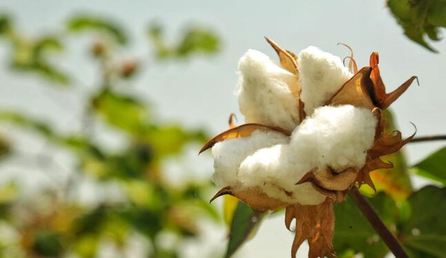 Reemplazan cultivo de hoja de coca por algodón orgánico