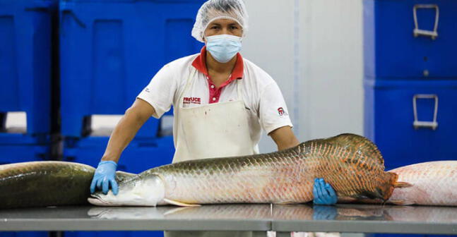 Cuero de paiche: una opción en la moda sostenible