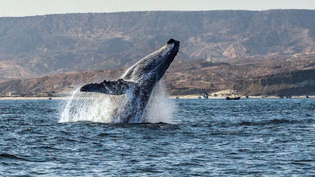 ¿Cómo contribuyen las ballenas a la reducción de emisiones de CO2?