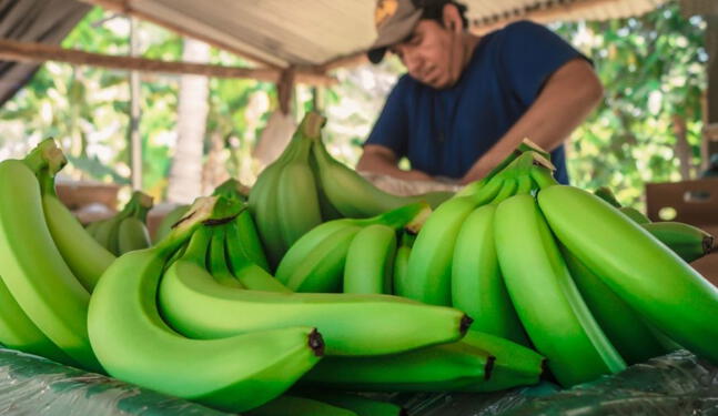 Productores usan IA para el cultivo de banano orgánico