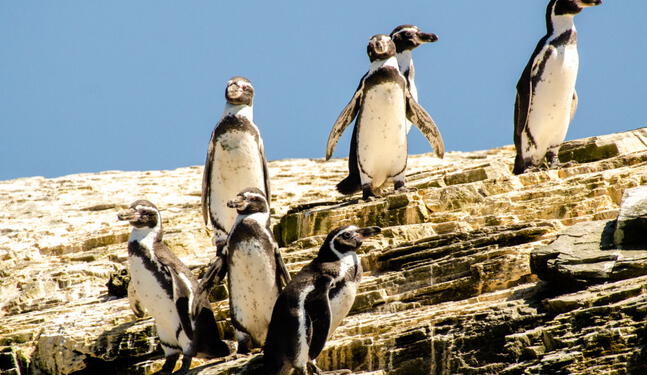Chile aprueba la creación del área marina protegida Archipiélago de Humboldt