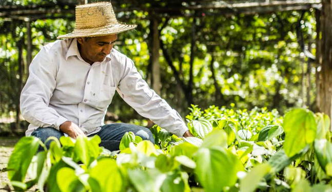 ¿Qué son los créditos de carbono?