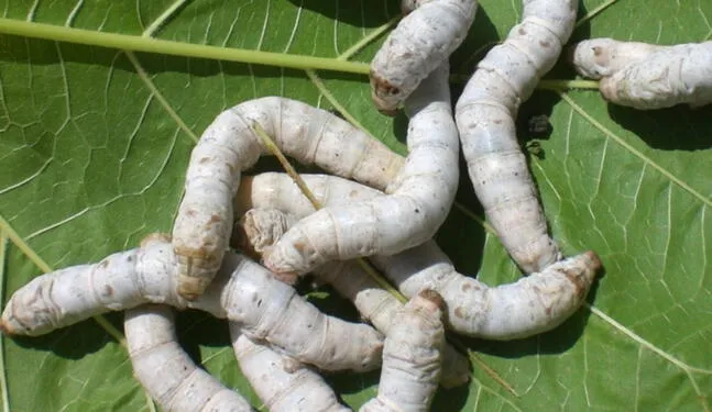 Científicos chinos crean gusanos que producen tela de araña