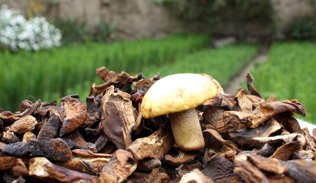 Hongos pueden sustituir a la carne como fuente de proteínas