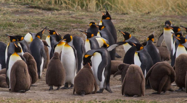 Austria: dos polluelos de pingüino rey nacen en menos de dos semanas