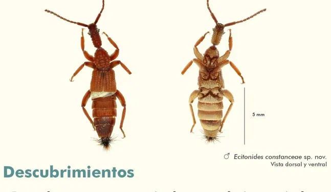 Nueva especie de escarabajo es descubierta en Madre de Dios