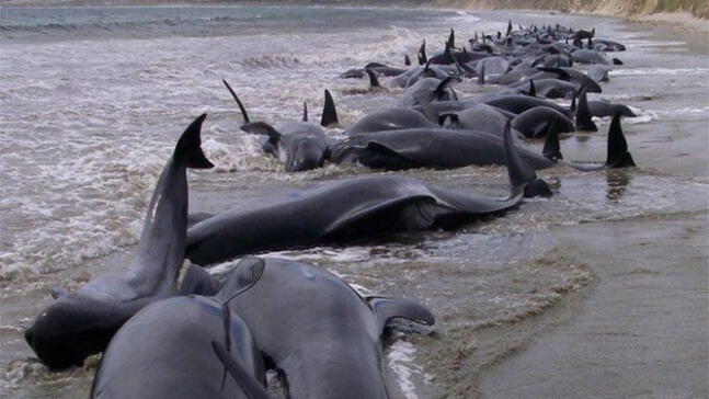 Brasil: Toxina habría provocado muerte de 120 delfines amazónicos