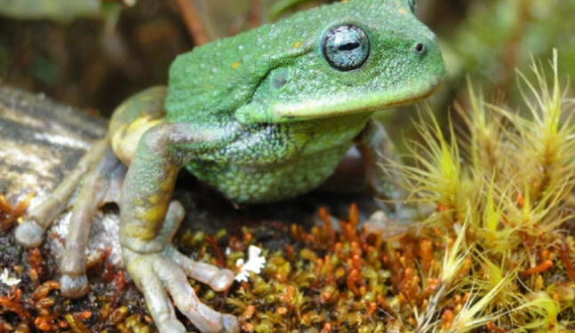 Anfibios: los mayores afectados por el cambio climático