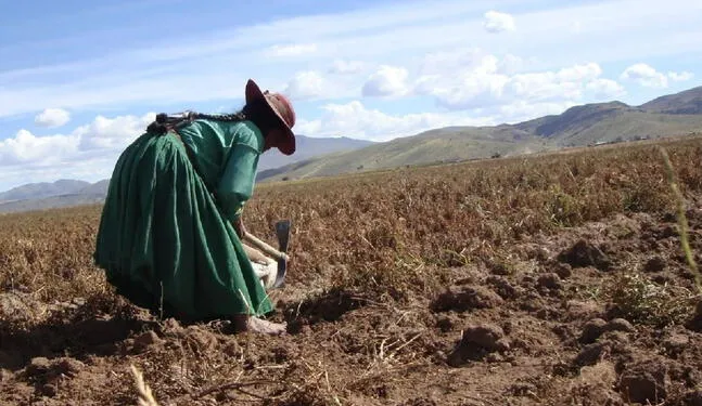 La Libertad: 26,090 hectáreas de cultivo en riesgo por sequías