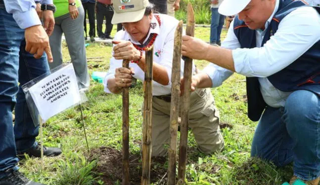Especies nativas de árboles para enfrentar el cambio climático