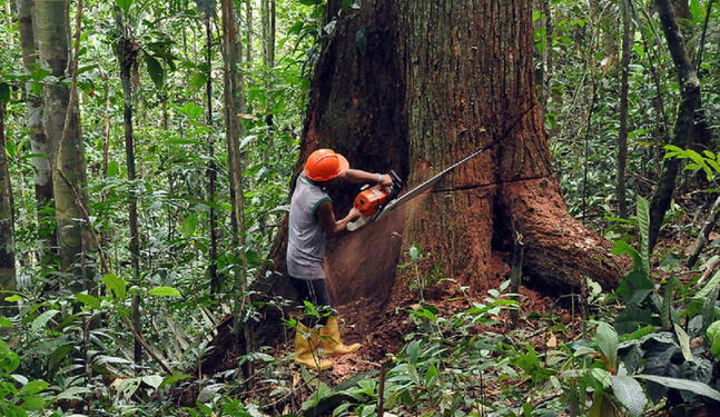ONG francesa presenta la Huella Forestal del Perú