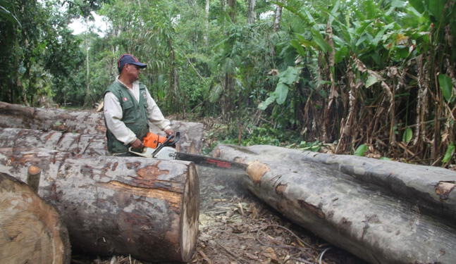 Tala y comercio ilegal de madera se redujo en el Perú