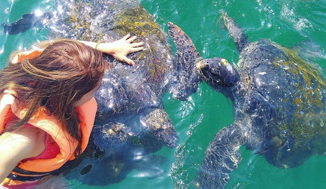 Punta Sal: ONG y municipio se reúnen por las tortugas marinas