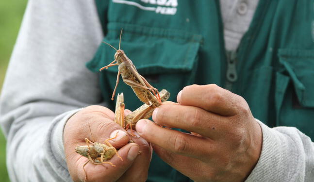 El Niño: Plaga de insectos puede golpear distintas zonas del país