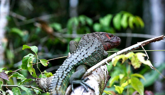 Loreto: Proyecto busca conservar fauna silvestre del Putumayo