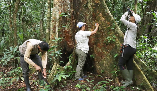 Midagri otorgará incentivos por certificación forestal voluntaria