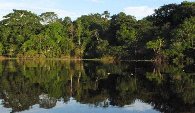 Serfor: Inicia Semana Nacional Forestal 2023