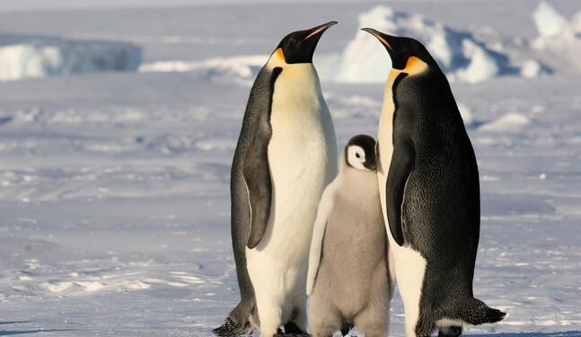 Deshielo: Especie representativa de pingüino en riesgo de extinción