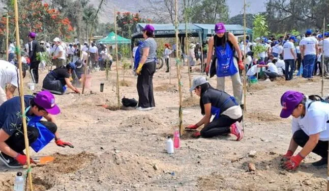 Arequipa: ciudadanos convierten botadero en pequeño bosque
