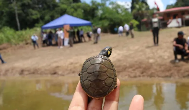 Loreto: liberan 3,200 taricayas en laguna Tipischa