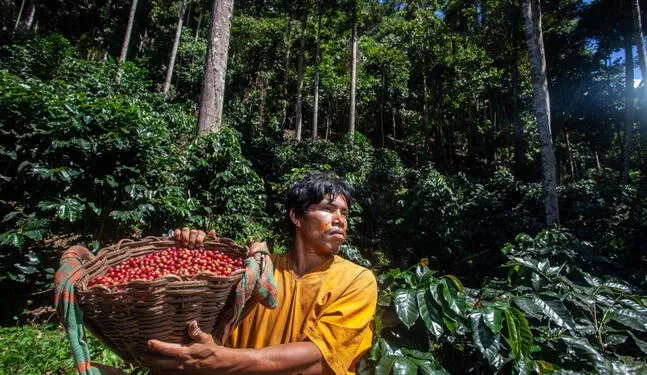 Cultivo sostenible beneficia a comunidades amazónicas