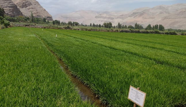 Arequipa: Ponen a prueba adaptación de semillas de arroz