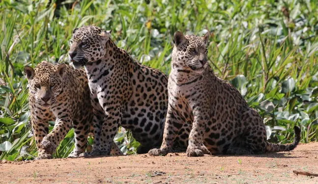 Entidades de gobierno destacan importancia del jaguar