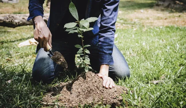 Reforestación masiva puede ser perjudicial para el ambiente