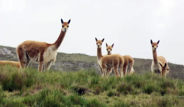 Inicia el censo de guanaco en seis provincias de Arequipa