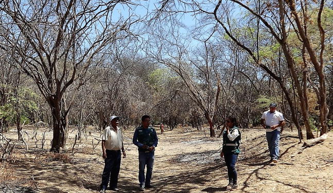 Bosques secos serán restaurados con millonario presupuesto