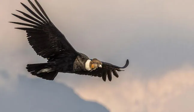 Cóndor peruano y otras aves peruanas en peligro de extinción