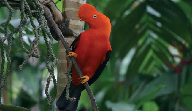 Perú es campeón en diversidad mundial de aves