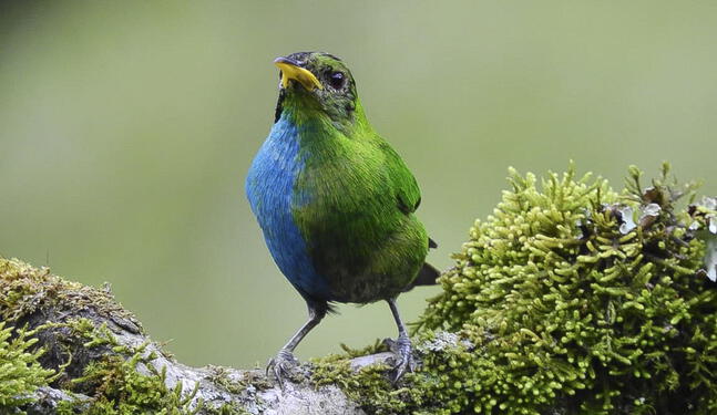 Colombia: Avistan ave con plumaje "mitad macho, mitad hembra"