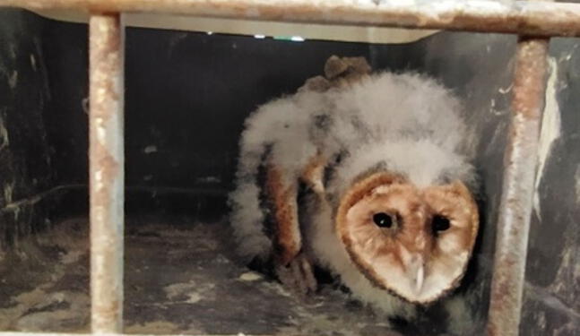 Arequipa: recuperan fauna silvestre que era criada como mascota