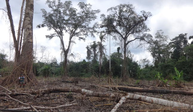 Perú perdió más de 2,7 millones de hectáreas de bosque