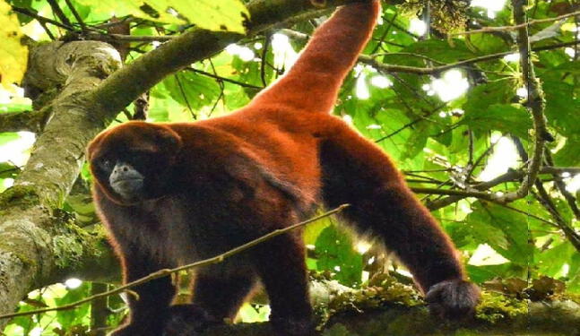 Impulsan acciones para proteger al mono choro de cola amarilla