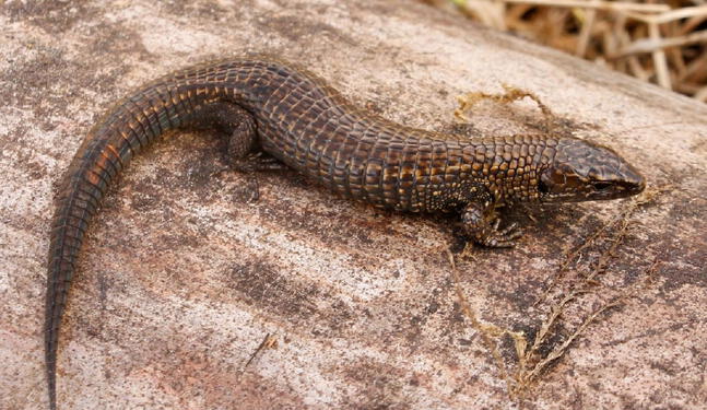 Perú: Hallan dos nuevas especies de lagartijas