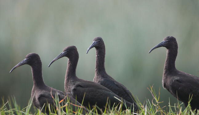 Pantanos de Villa alberga a más de 210 especies de aves