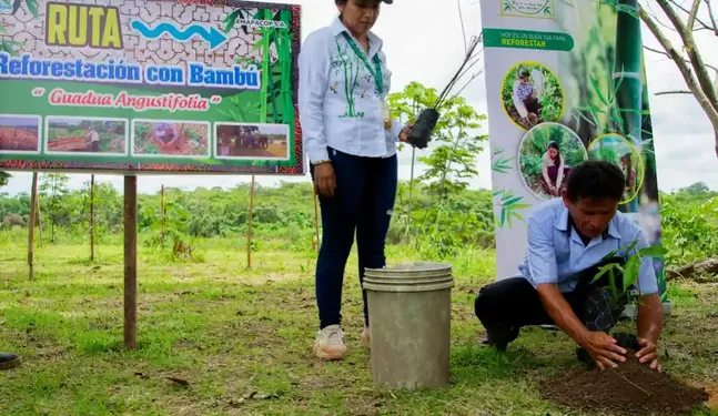 Bambú: La solución de los shipibo-konibos para proteger el agua